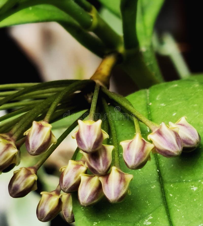 Hoya Javanica Flower Buds stock photo. Image of food 264695416