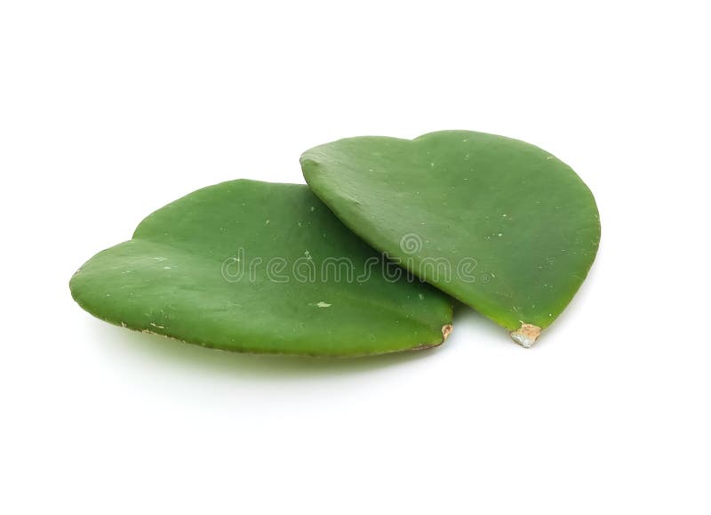 hoya-leaves-on-a-white-background-stock-photo-image-of-climber-plant