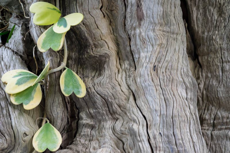 Hoya vine and wooden bark surface background royalty free stock photo Hoya vine and wooden bark surface background royalty free stock photo