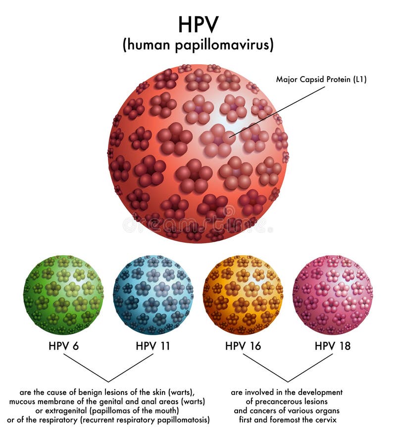 Papilomavirusul uman (HPV)