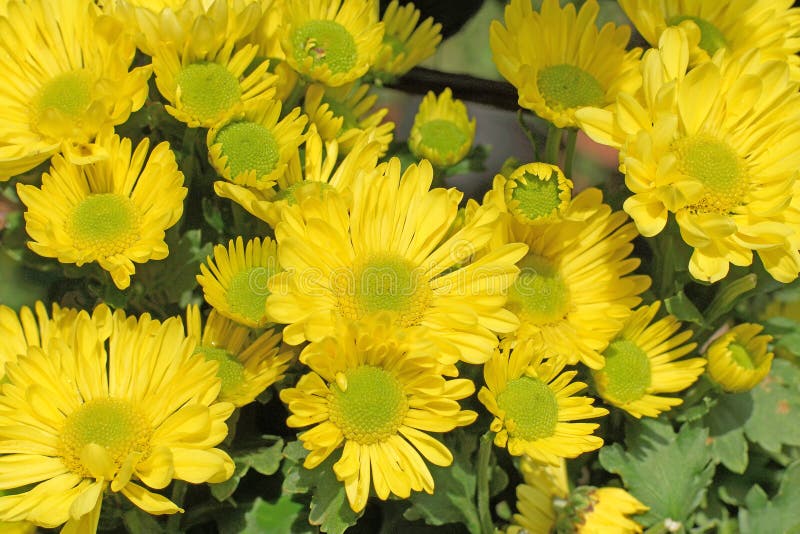 Download Hrysanthemum Amarelo Bonito Foto de Stock - Imagem de vida, verde: 65579856