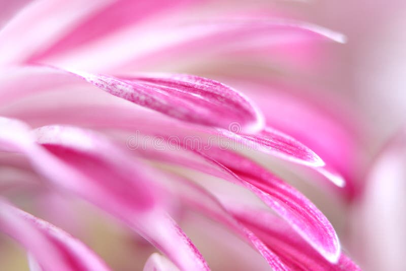 Hrysanthemum flower closeup