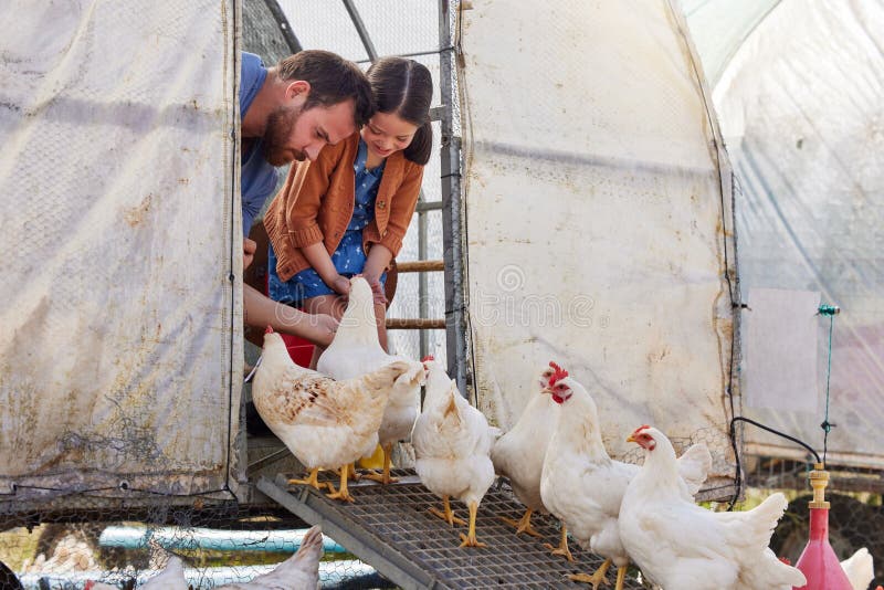 Hrănirea puiului și a tatălui cu copii pentru producția de animale și păsări de curte sustenabile. Natura agriculturii și stock images