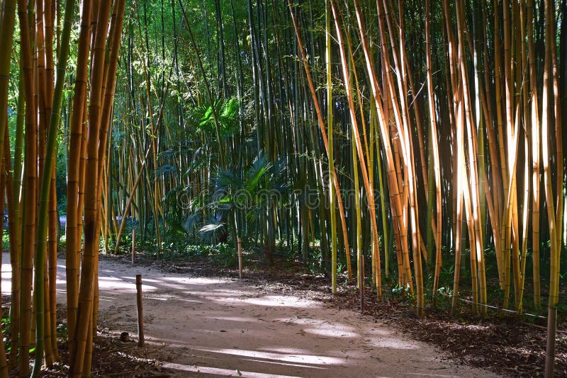 Creado de acuerdo famoso francés botánico, Éste es un privado botánico jardín en bambúes próximo extrano asiático plantas.