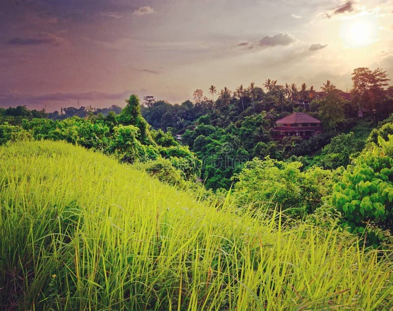 在坎普汉岭步道（Campuhan Ridge Walk）的稻田。#campuhan #ubud #bali #ricefields #ridgeback #indonesia 在Dreamstime上查看我的照片 免版税图库摄影