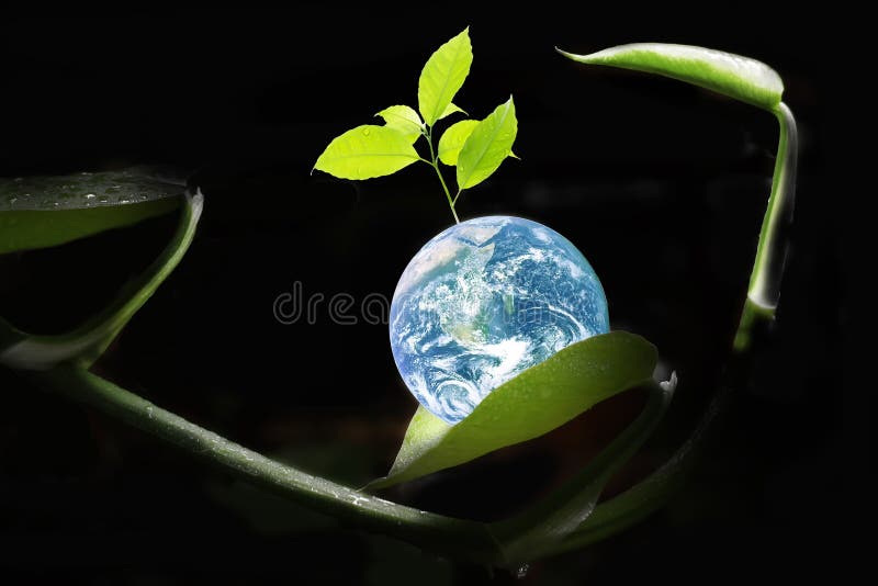 美丽而闪耀的地球，带着清新，一棵绿树在槟榔叶弯曲的弧线上生长，光芒四射。用于 免版税库存图片