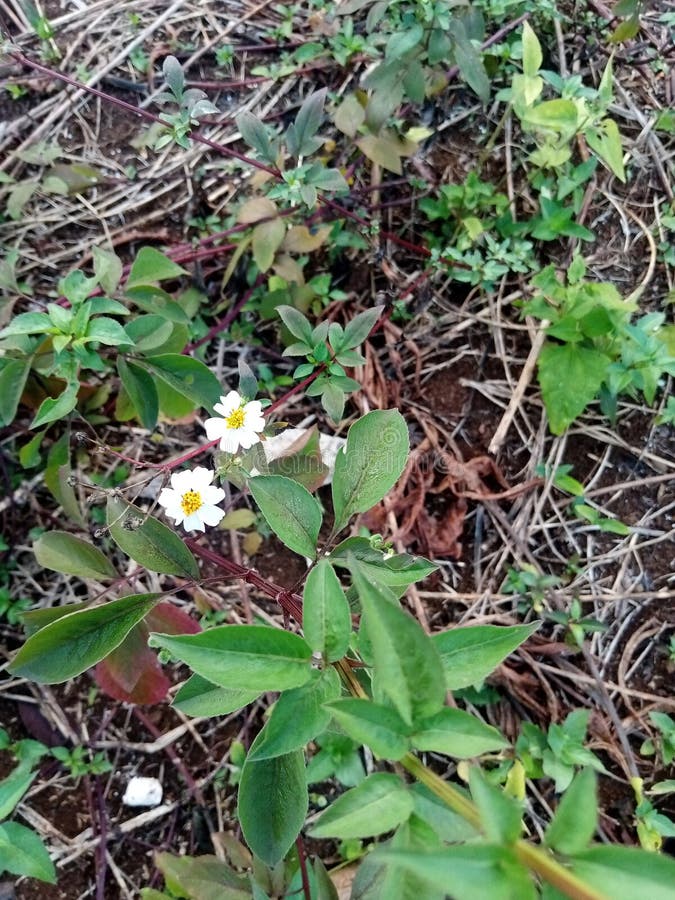 短命观赏地被植物 Horticulture Unlimitedhttps://horticultureunlimited. com ›... Blackfoot Daisy 免版税图库摄影