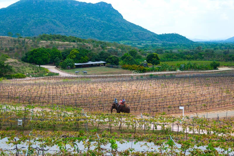 Hua Hin, Thailand - May 1, 2017: Walk on the elephant in the Hua Hin hills vineyard in Thailand. Hua Hin, Thailand - May 1, 2017: Walk on the elephant in the Hua Hin hills vineyard in Thailand.