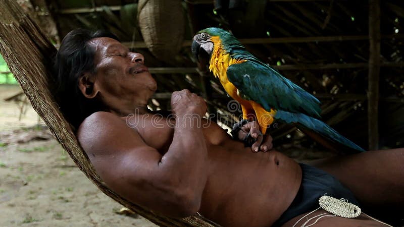 Huaorani Hunter Grooming His Ara Parrot