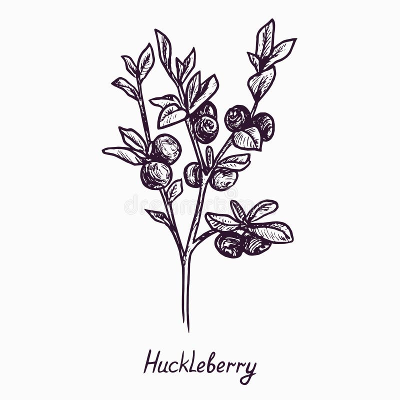 740+ Huckleberry Drawing Illustrations, Royalty-Free Vector Graphics & Clip  Art - iStock