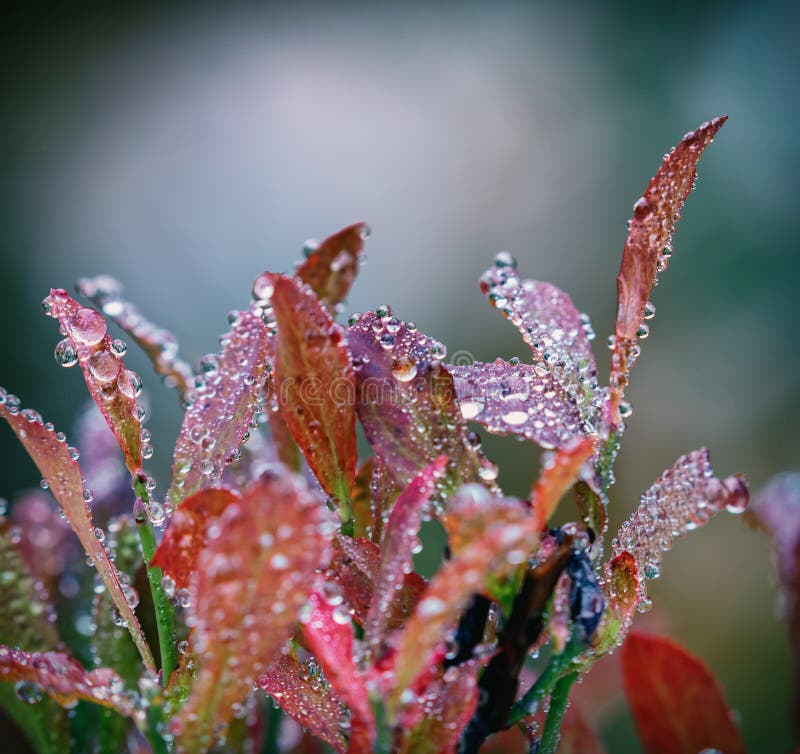 Huckleberry leaves with water droplets in the fall at Mt. Rainier, Washington, State