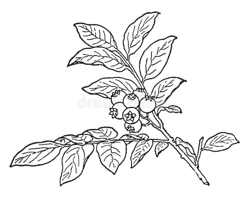 Plant Huckleberry Drawing Vector Images (over 190)