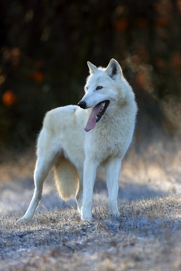 The Hudson Bay wolf ,Canis lupus hudsonicus, subspecies of the wolf Canis lupus also known as the grey/gray wolf or arctic wolf