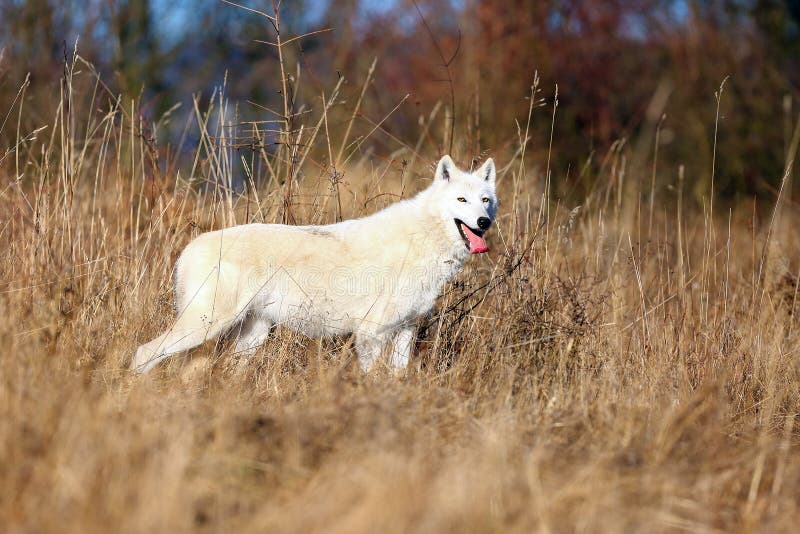 Hudson Bay wolf Canis lupus hudsonicus subspecies of the wolf Canis lupus also known as the grey/gray wolf or arctic wolf