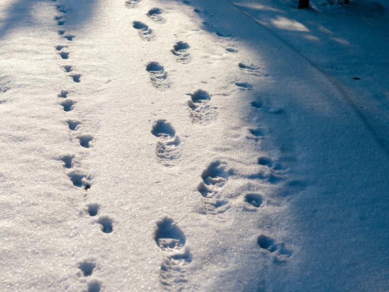 Huellas de las botas del zapato en nieve fotografía de archivo libre de regalías Huellas de las botas del zapato en nieve fotografía de archivo libre de regalías