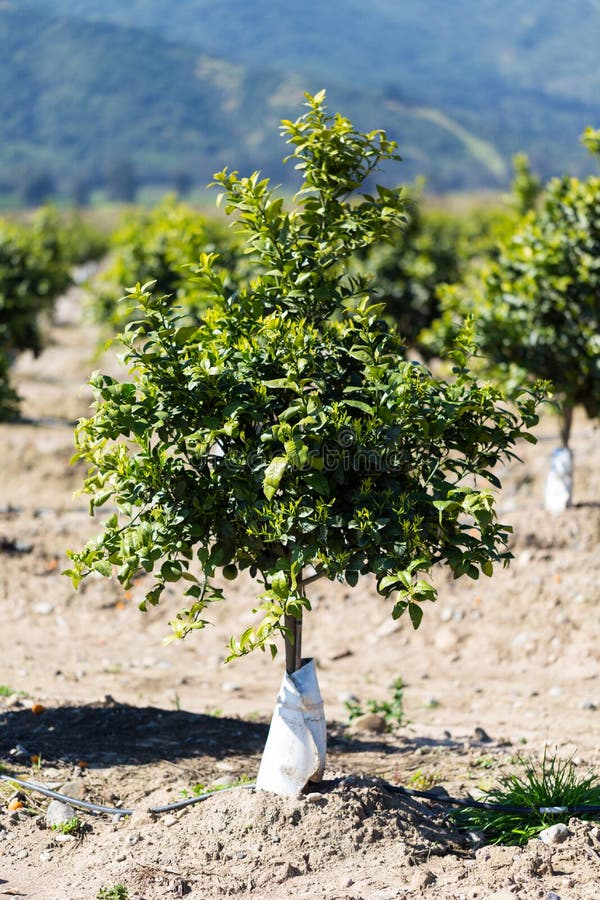 Huerta anaranjada del árbol frutal imagenes de archivo Huerta anaranjada del árbol frutal imagenes de archivo