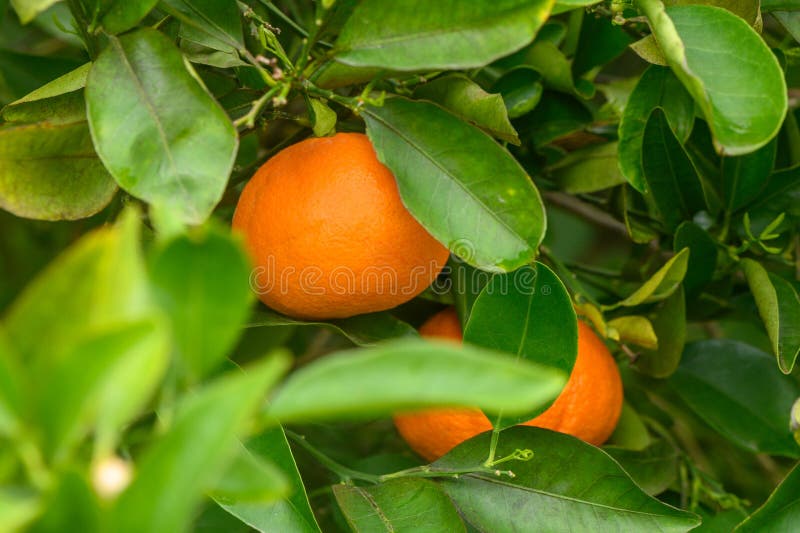 tangerines growing on branches with green leaves in sunny fruiting garden. 4. tangerines growing on branches with green leaves in sunny fruiting garden. 4