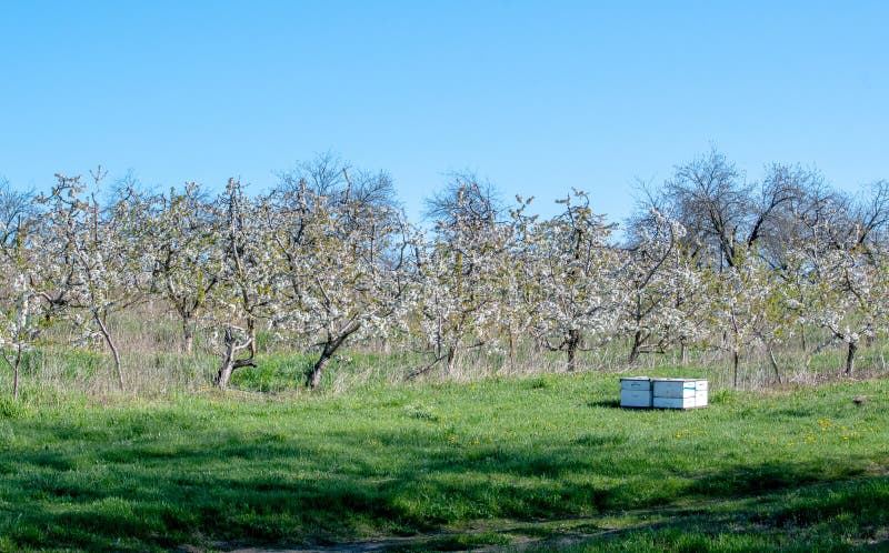 Bee hives in this apple orchard are perfect for pollinating all the apple blossoms for beautiful fall apples. Bee hives in this apple orchard are perfect for pollinating all the apple blossoms for beautiful fall apples