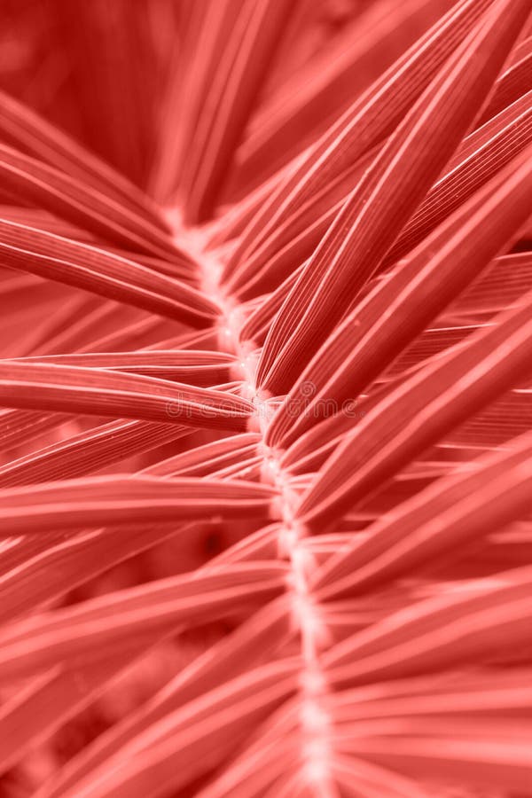 Hueso de pescados de punta largo como la hoja de la palmera con el modelo simétrico hermoso Color coralino vivo de moda Follaje t foto de archivo Hueso de pescados de punta largo como la hoja de la palmera con el modelo simétrico hermoso Color coralino vivo de moda Follaje t foto de archivo