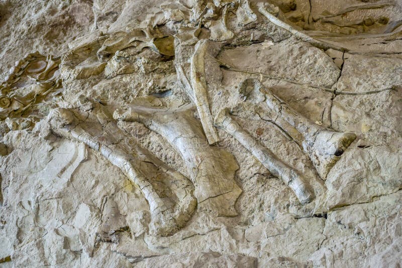 Huesos de dinosaurio antiguos integrados en pared rocosa del valle imagenes de archivo Huesos de dinosaurio antiguos integrados en pared rocosa del valle imagenes de archivo