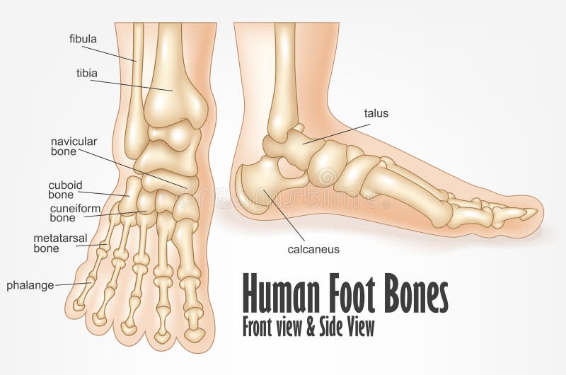 Cuantos huesos hay en el pie