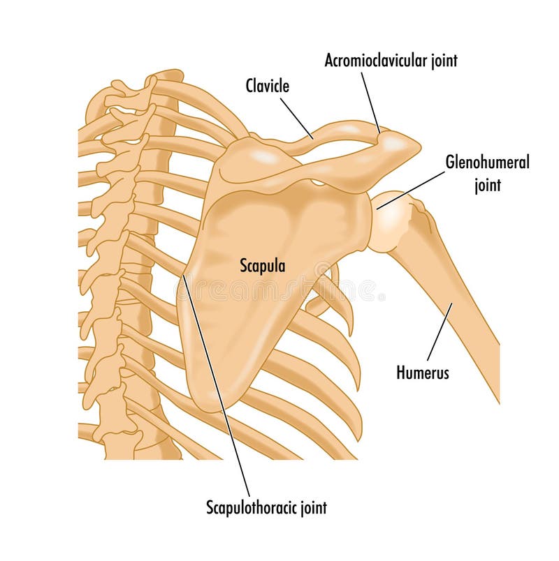Huesos del hombro derecho
