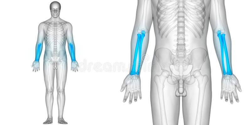 Болят кости после операции. Skeleton Joint Anatomy Full height.