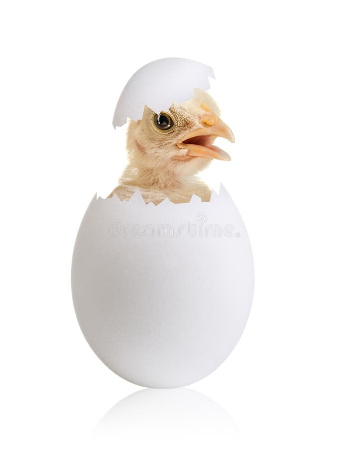 One white egg with chicken, hatching, on white background, isolated. One white egg with chicken, hatching, on white background, isolated