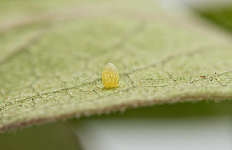 Huevo de la mariposa de monarca atado a una hoja del Milkweed