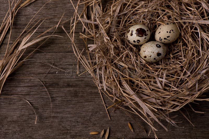 Huevos de codornices en jerarquía en fondo de madera de la paja rústica fotografía de archivo libre de regalías Huevos de codornices en jerarquía en fondo de madera de la paja rústica fotografía de archivo libre de regalías