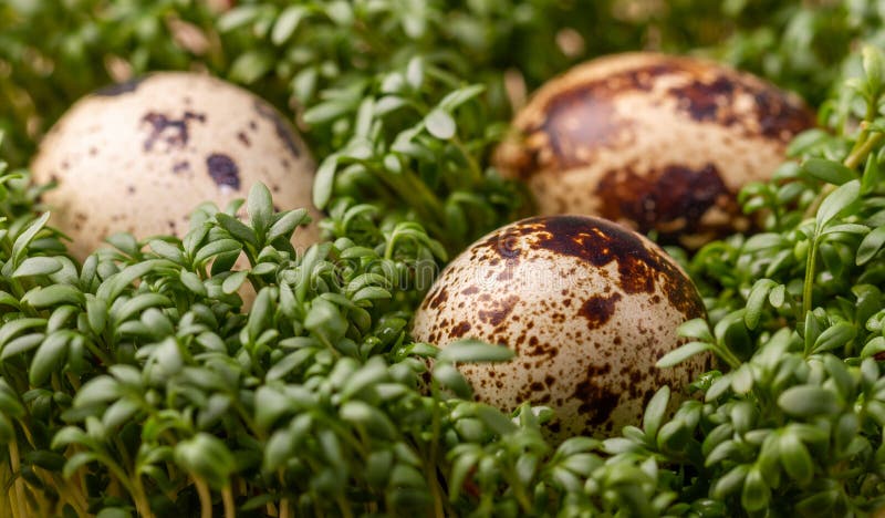 Huevos de codornices y berro verde fotografía de archivo libre de regalías Huevos de codornices y berro verde fotografía de archivo libre de regalías