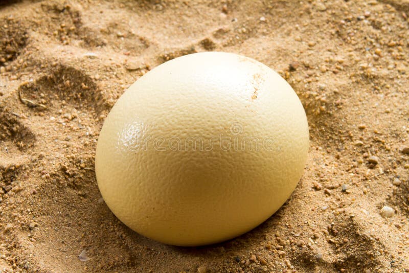 Huevos de la avestruz foto de archivo. Imagen de endangered - 41547760