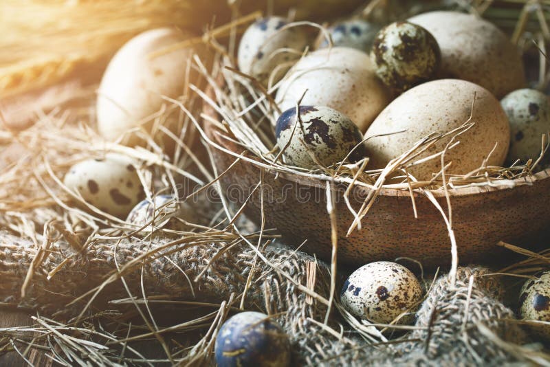 Huevos del ganso y de codornices contra un fondo oscuro Todavía de Pascua vida fotografía de archivo libre de regalías Huevos del ganso y de codornices contra un fondo oscuro Todavía de Pascua vida fotografía de archivo libre de regalías