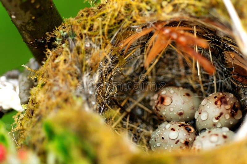 Huevos del pájaro en jerarquía imagen de archivo libre de regalías Huevos del pájaro en jerarquía imagen de archivo libre de regalías