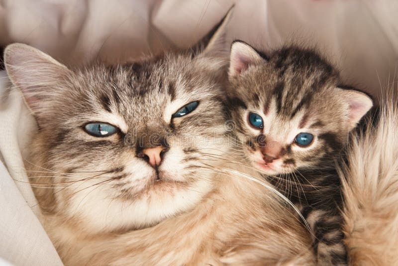 Hug кота и котенка стоковые фотографии rf Hug кота и котенка стоковые фотографии rf