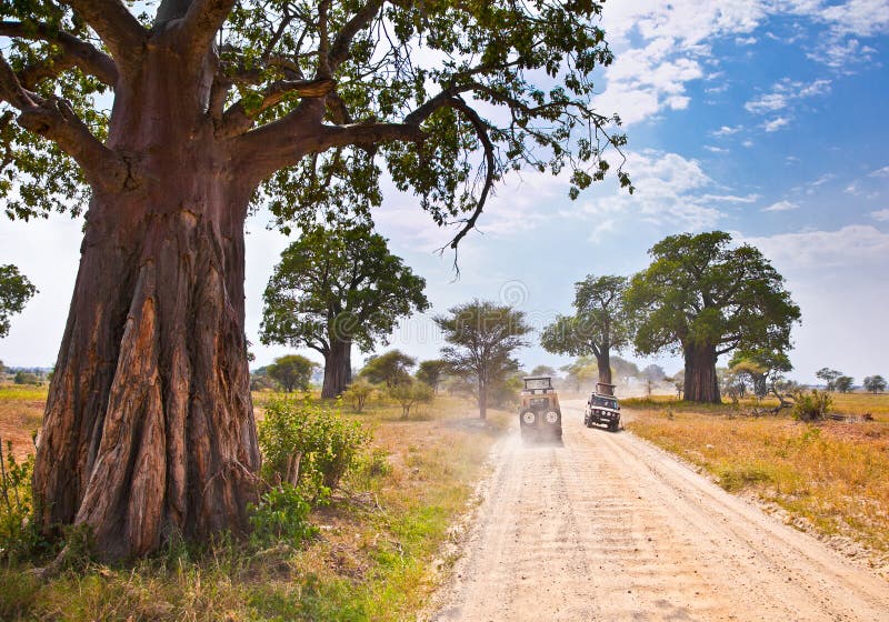 Huge African trees and safari jeeps in Tanzania.