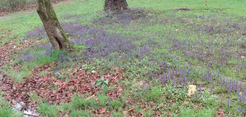 Ajuga patch growing next to trees royalty free stock image