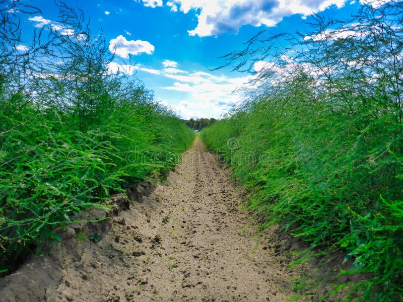 An Asparagus Field after Harvesting Stock Image Image of flora, grow