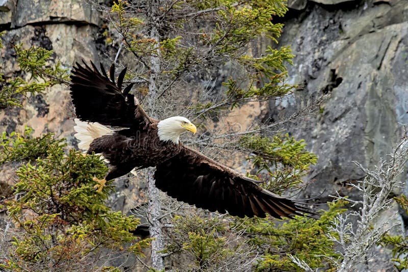 Bald Eagle on the Hunt stock photo. Image of northern - 162386434