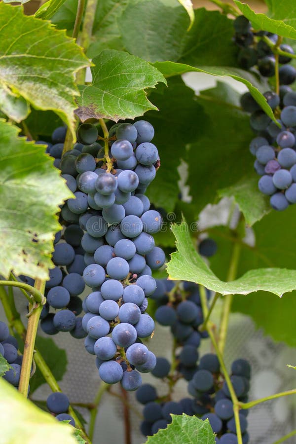A huge beautiful bunch of juicy and ripe Isabella grapes royalty free stock images A huge beautiful bunch of juicy and ripe Isabella grapes royalty free stock images