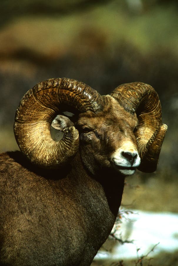 Huge Bighorn Sheep Ram stock image. Image of wildlife - 10125493
