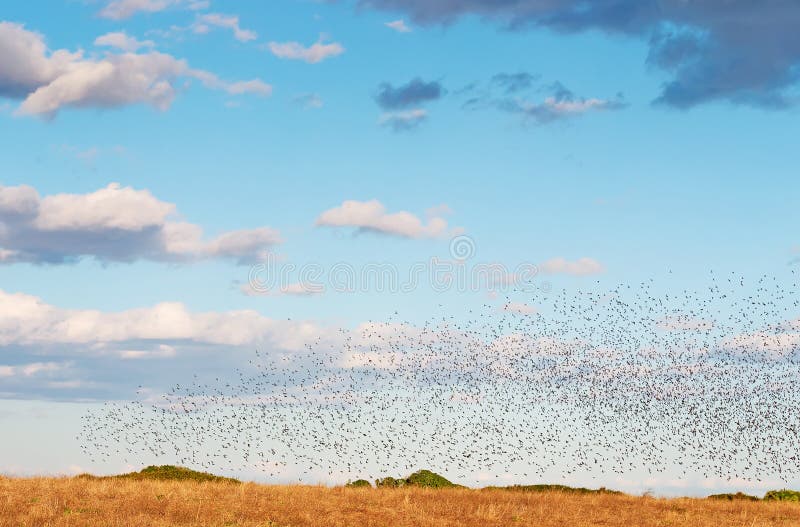 Huge bird flock royalty free stock images