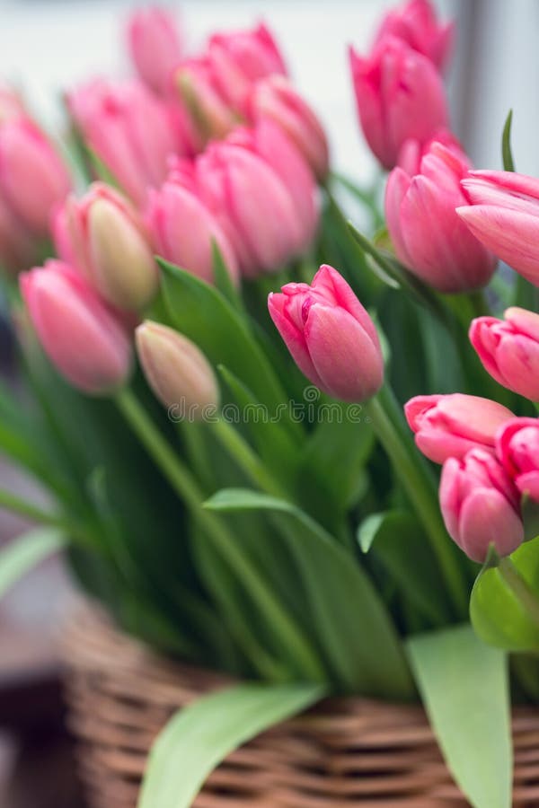 huge bouquet of pink tulips in amsterdam