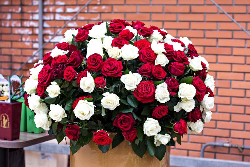 A Huge Bouquet Of White And Red Roses Stock Photo Image Of Blossom Groom 136601966