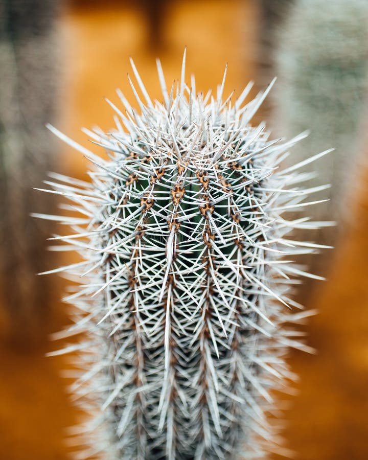 Huge cactus thorns royalty free stock photo