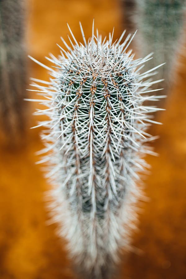 Huge cactus thorns stock photo