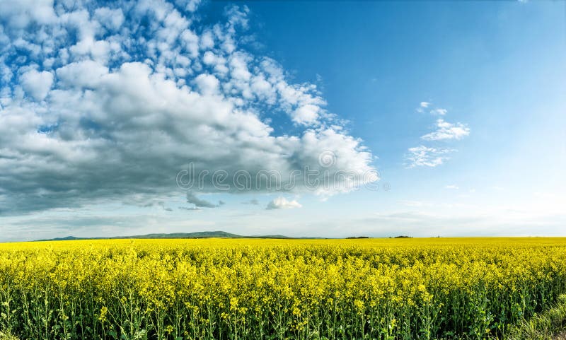 Huge canola,colza,rape field with beautiful clouds