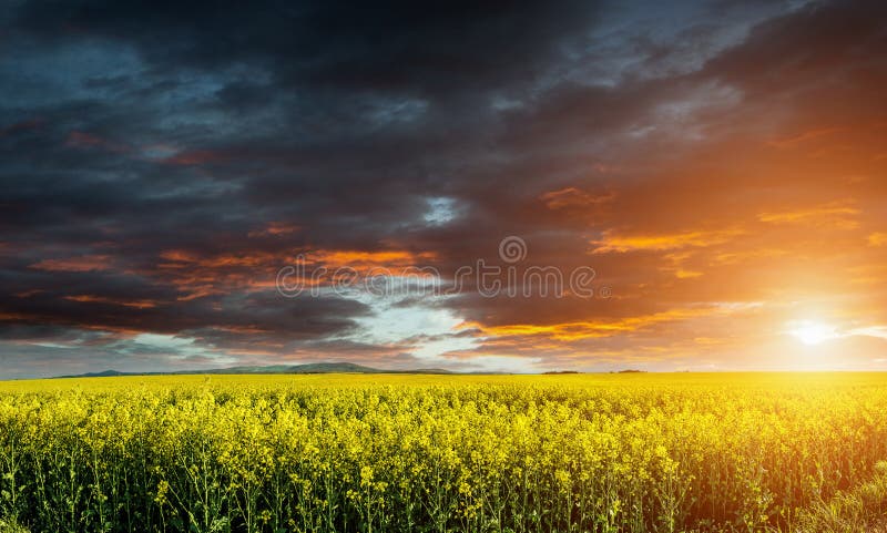 Huge canola,colza,rape field before storm with beautiful clouds