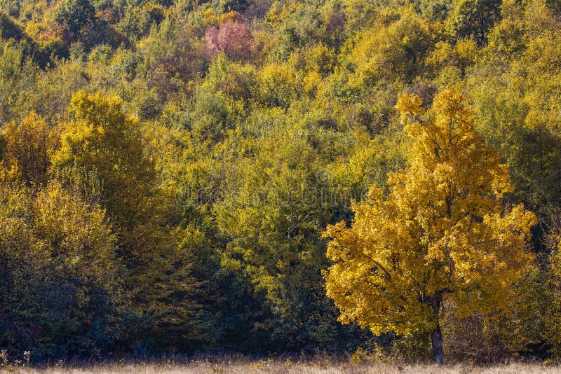 Huge Centennial Oak Tree on a Field Stock Image - Image of mist, leafs