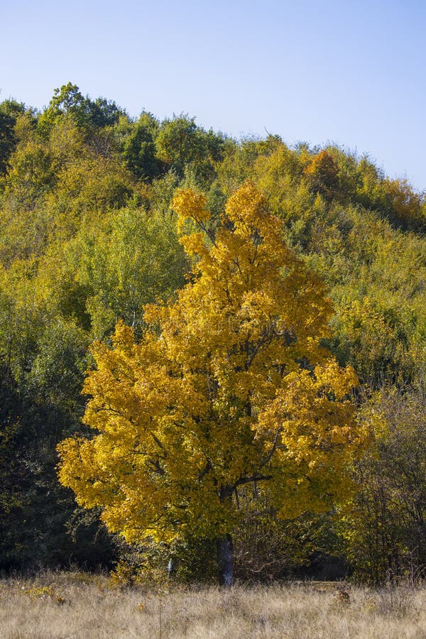 Huge Centennial Oak Tree on a Field Stock Image - Image of park, leafs